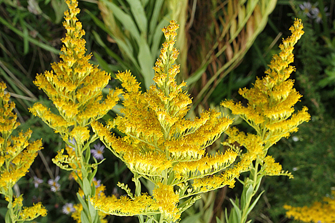 セイダカアワダチソウ