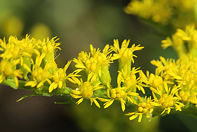 セイダカアワダチソウ