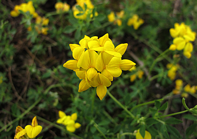 セイヨウミヤコグサ