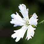 センジュガンビ