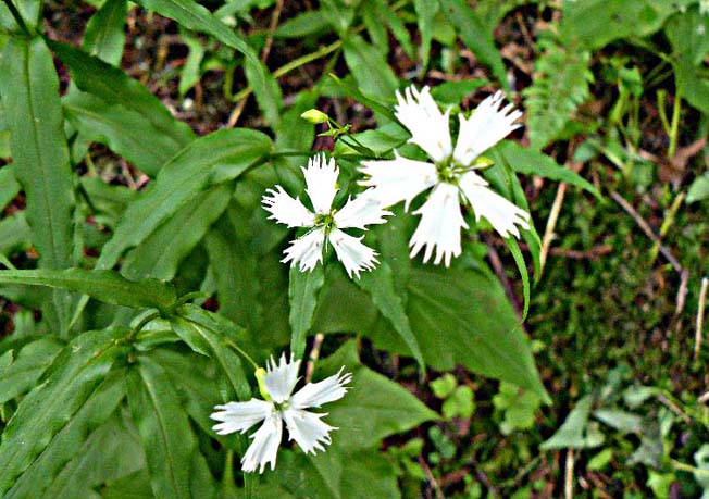 センジュガンビ