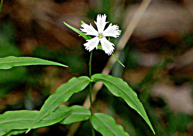 センジュガンビ