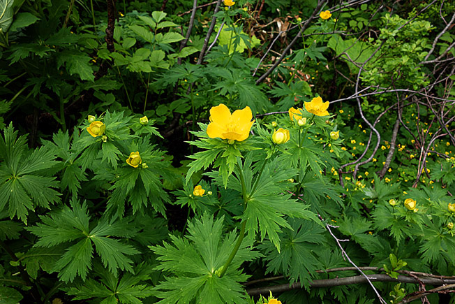シナノキンバイ