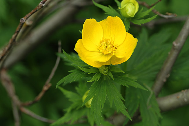 シナノキンバイ