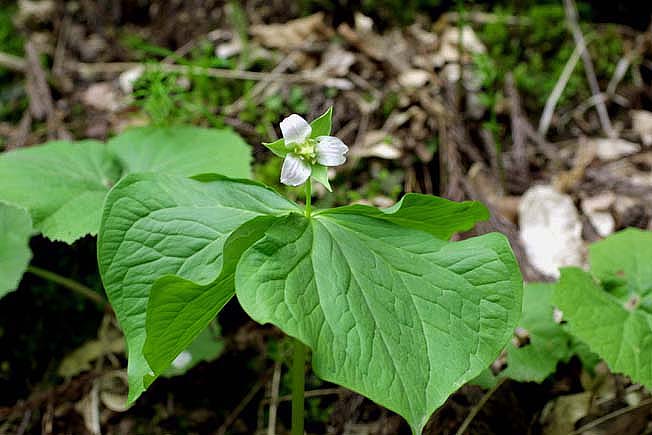 シロバナエンレイソウ