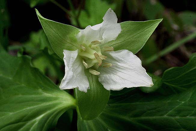 シロバナエンレイソウ