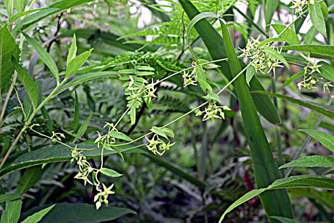 シロバナカモメズル