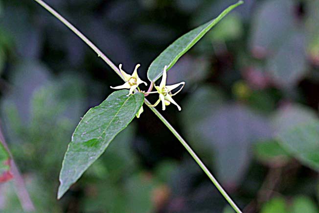 シロバナカモメズル