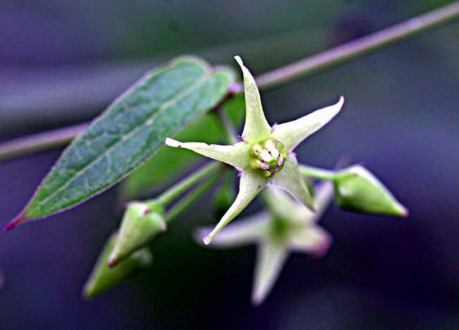 シロバナカモメズル