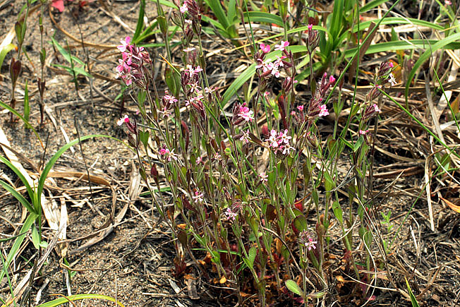 シロバナマンテマ