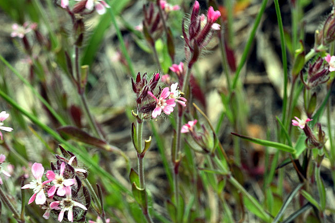 シロバナマンテマ