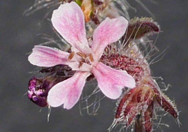 シロバナマンテマ