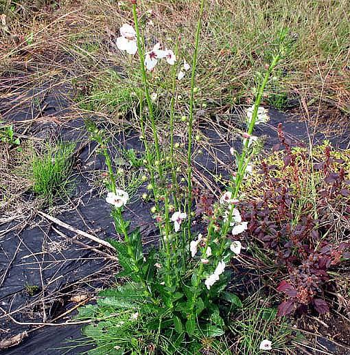 シロバナモオズイカ