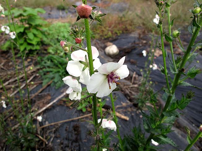 シロバナモオズイカ
