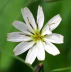 シロバナニガナ