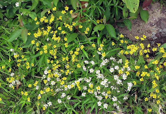 シロバナニガナ