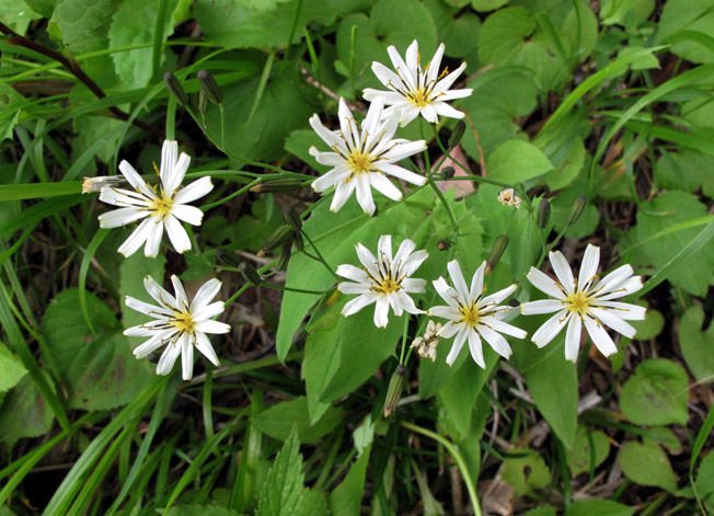 シロバナニガナ