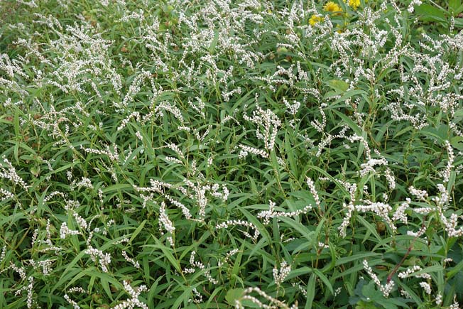 シロバナサクラタデ