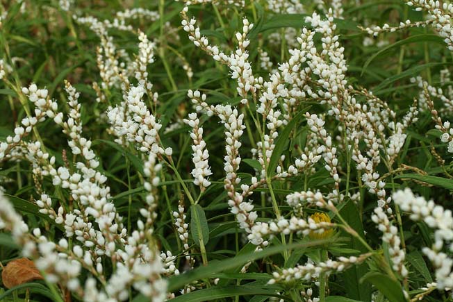 シロバナサクラタデ