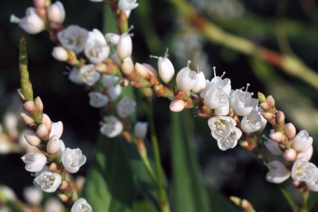シロバナサクラタデ
