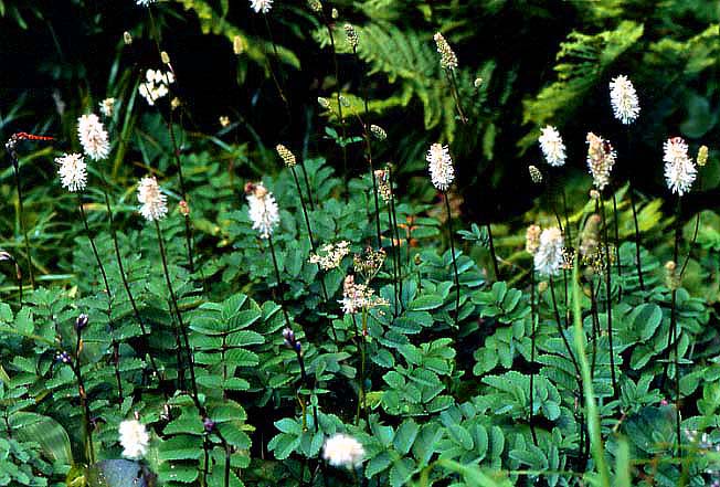 シロバナトオウチソウ