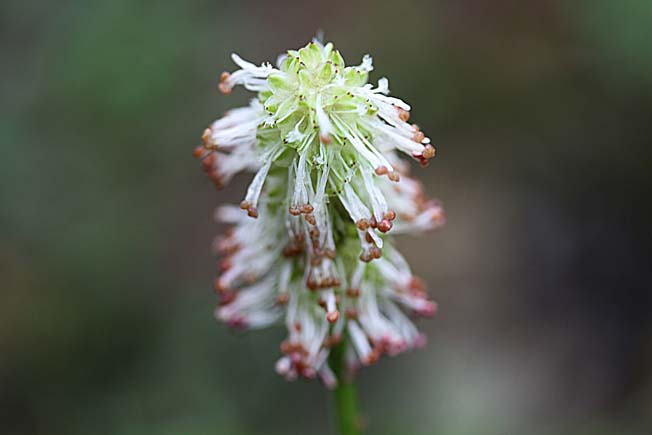 シロバナトオウチソウ