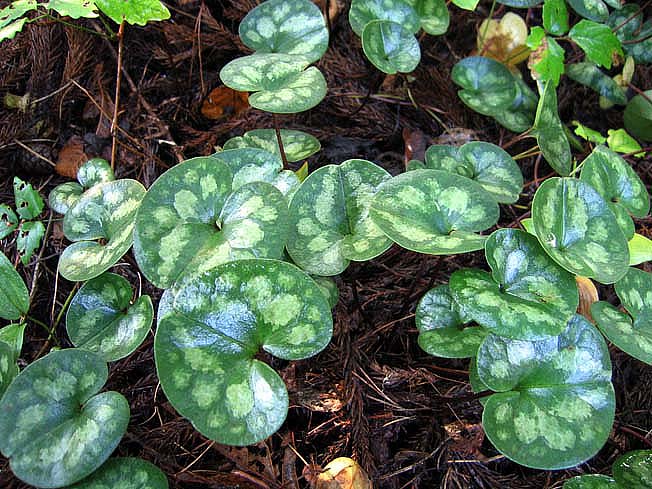 ソノウサイシン