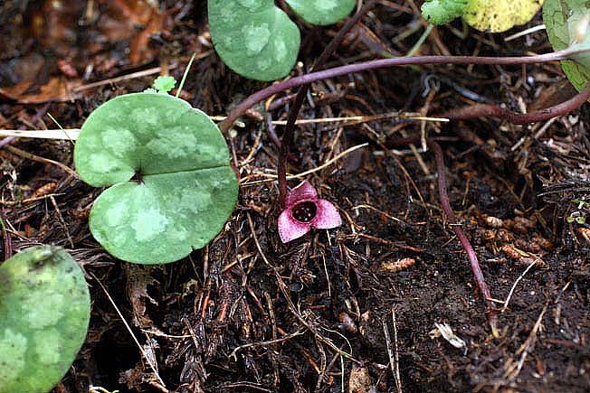 ソノウサイシン