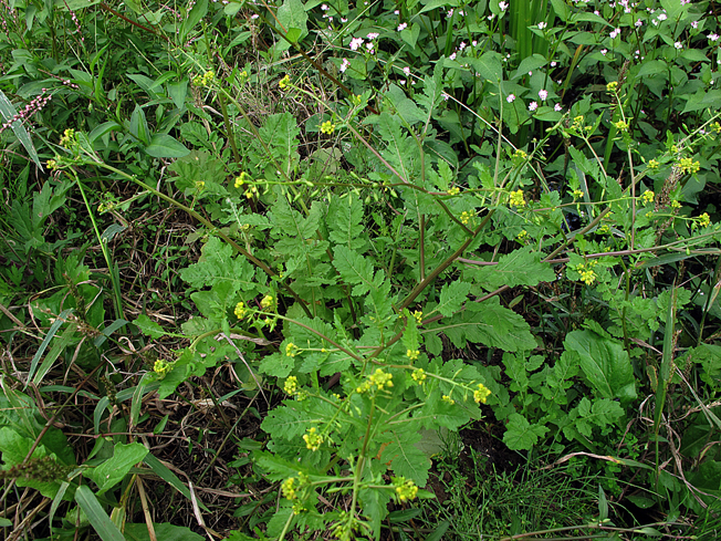 スカシタゴボウ