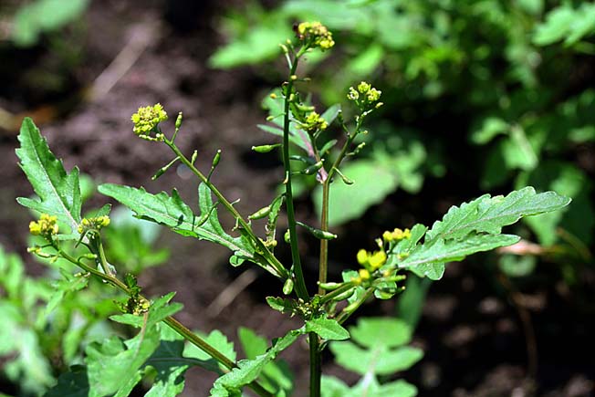 スカシタゴボウ