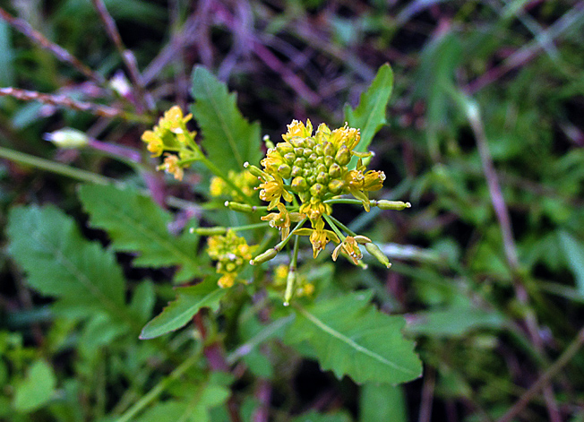 スカシタゴボウ