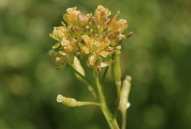 スカシタゴボウ