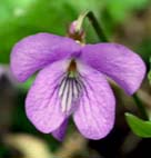 スミレサイシン