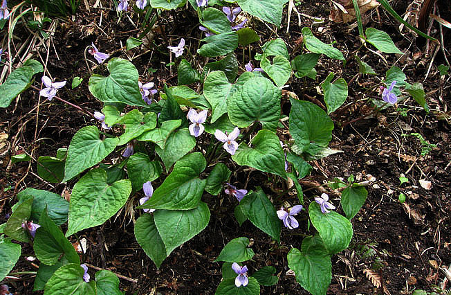 スミレサイシン