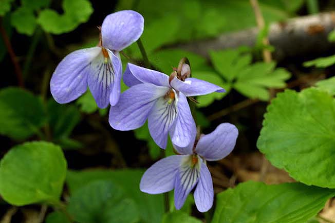 スミレサイシン