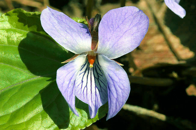 スミレサイシン