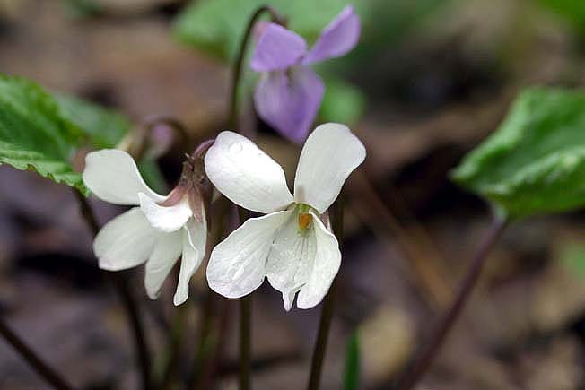 スミレサイシン