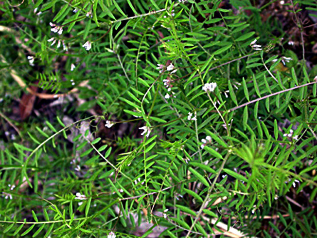 スズメノエンドウ