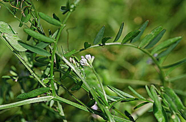 スズメノエンドウ