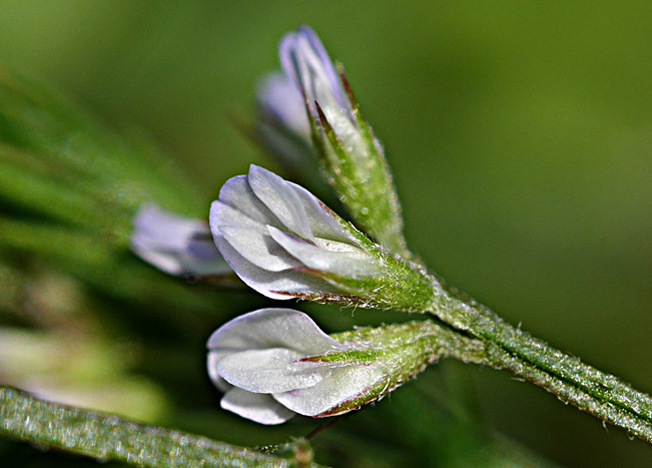 スズメノエンドウ