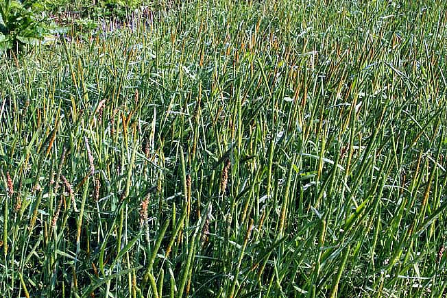 スズメノテッポウ