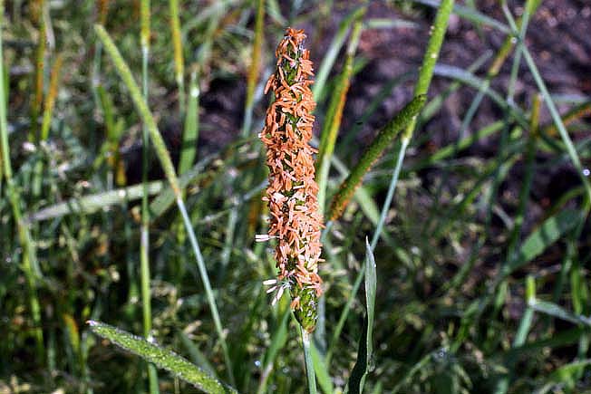 スズメノテッポウ