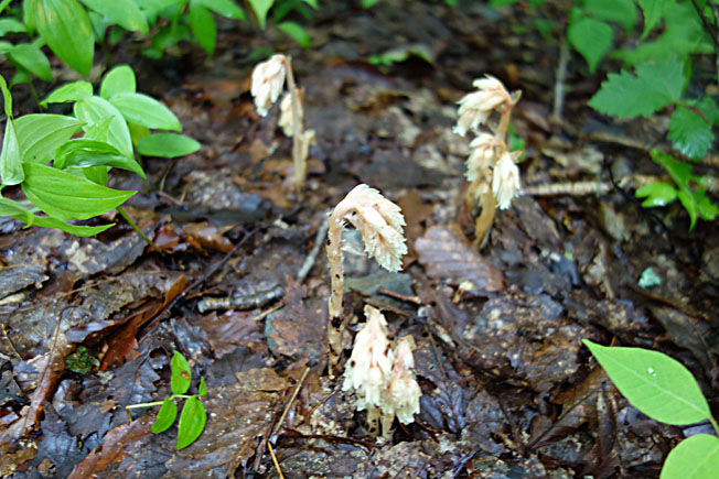 シャクジョウソウ