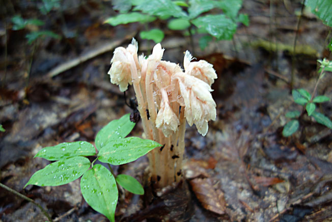 シャクジョウソウ