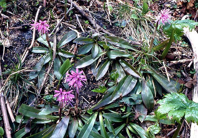 ショウジョウバカマ