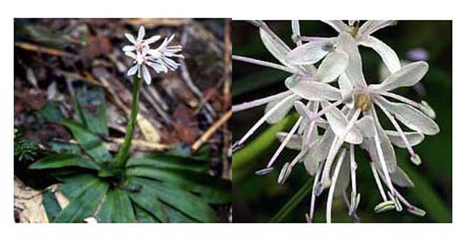 ショウジョウバカマ