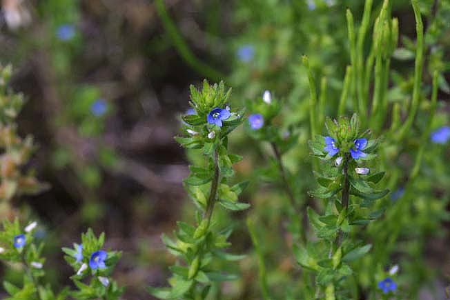 タチイヌノフグリ