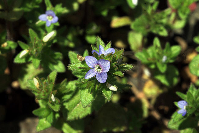 タチイヌノフグリ