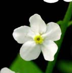 タチカメバソウ