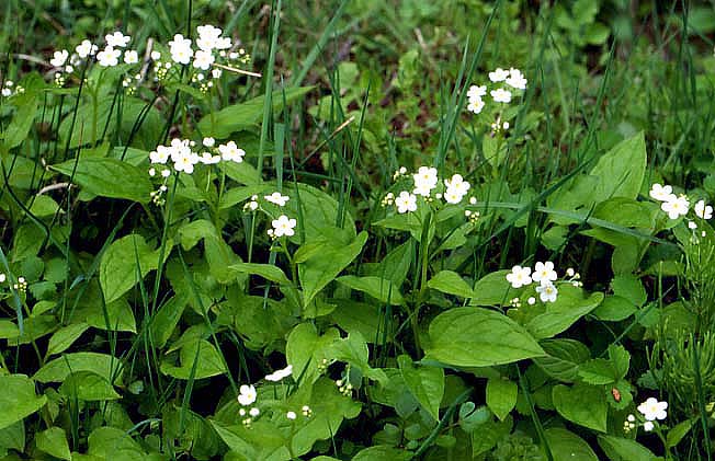 タチカメバソウ